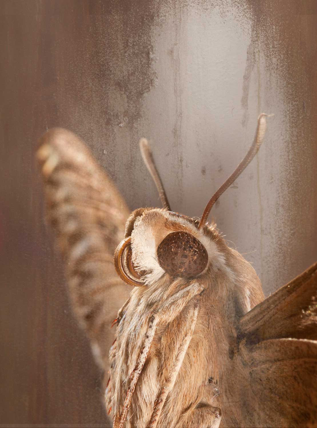 Photo series 'Butterfly' Caterina Rancho