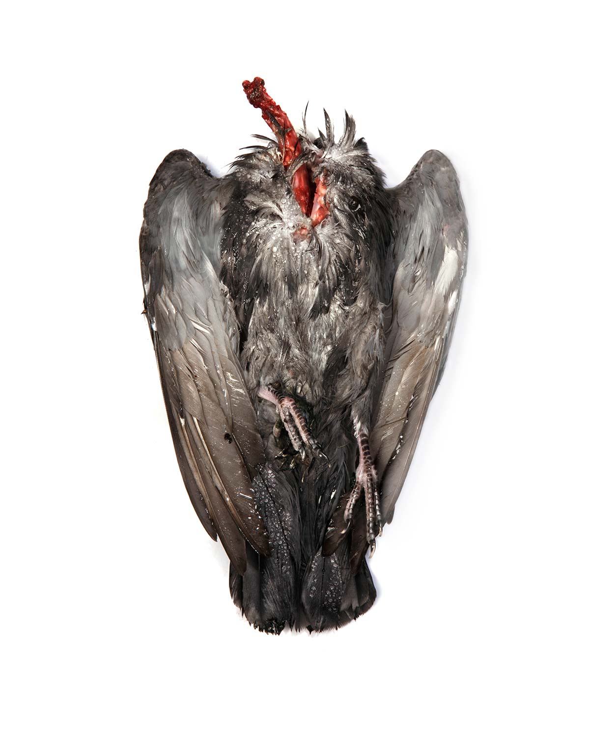 Photo series 'Death' Caterina Rancho