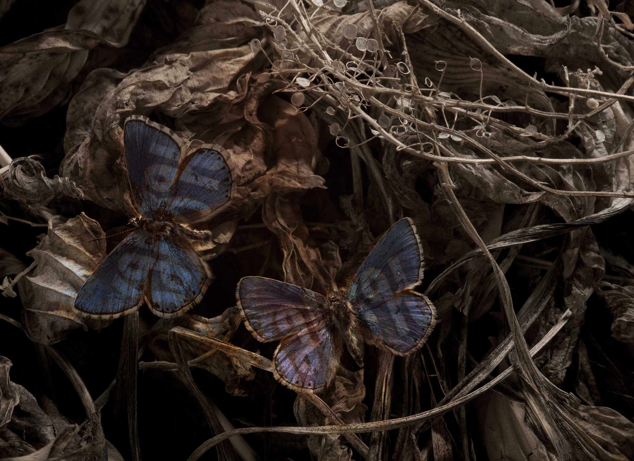 Butterfly Tattoo, Butterlfly wing