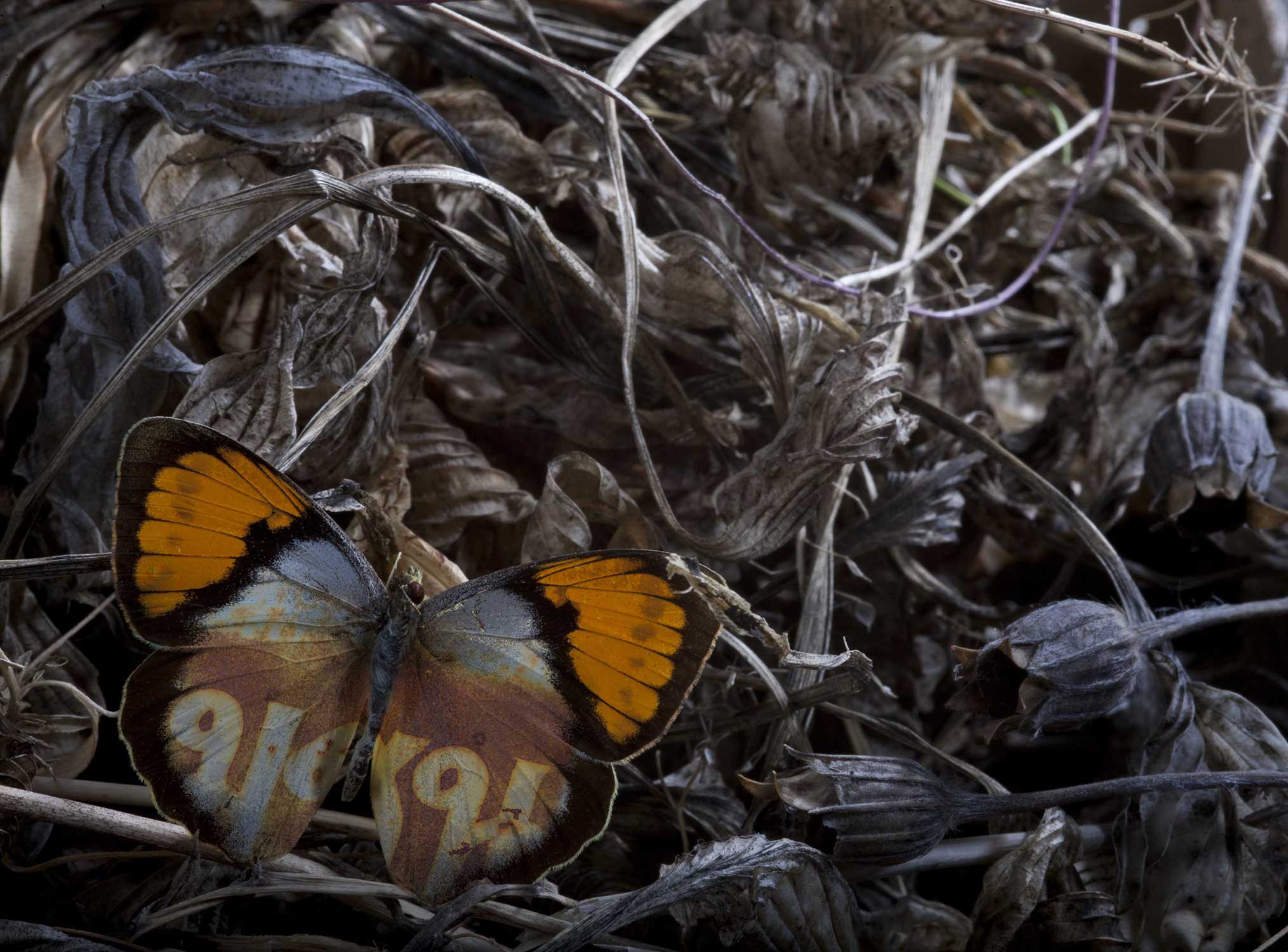 Butterfly Tattoo, Butterlfly wing