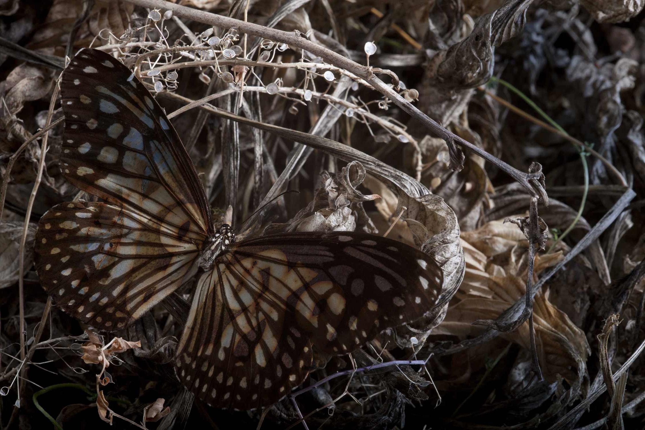 Butterfly Tattoo, Butterlfly wing
