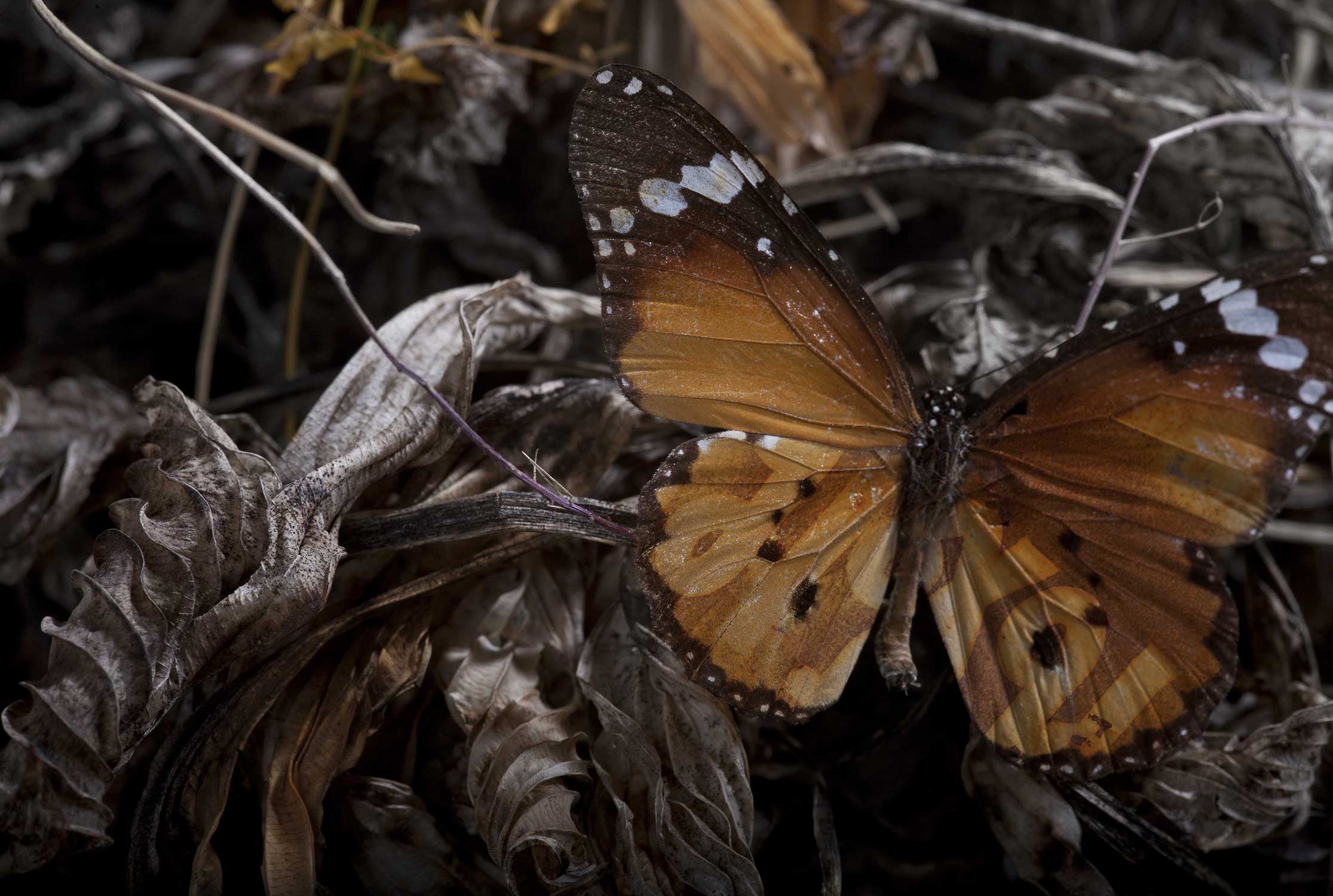 Butterfly Tattoo, Butterlfly wing